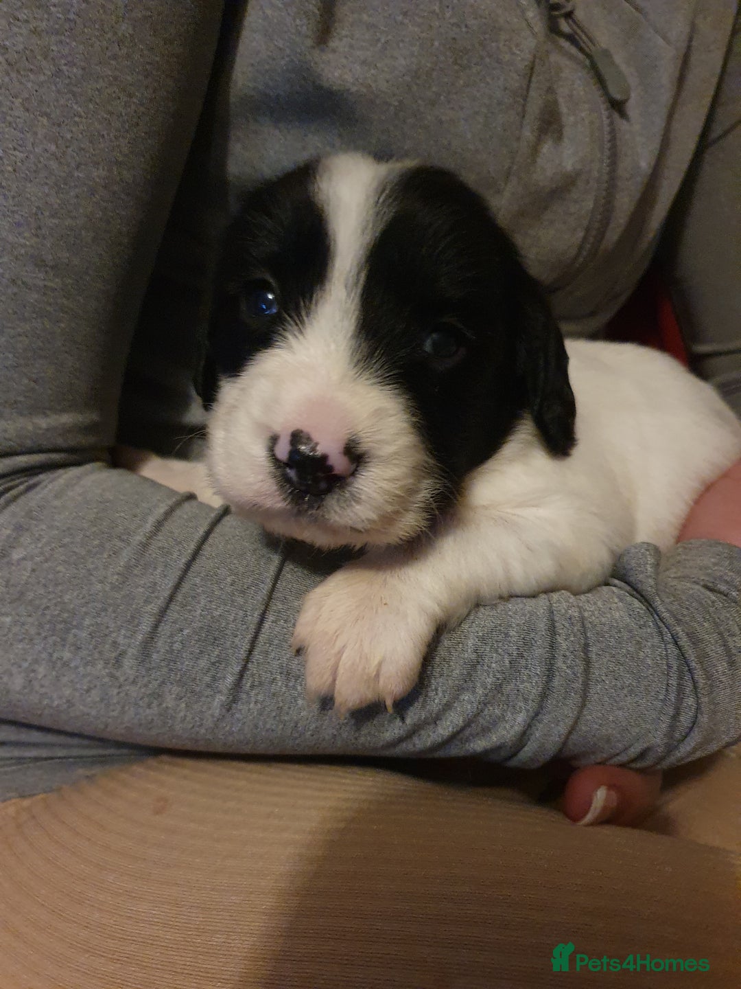 Springador dogs for sale: Springador puppies - Advert 6