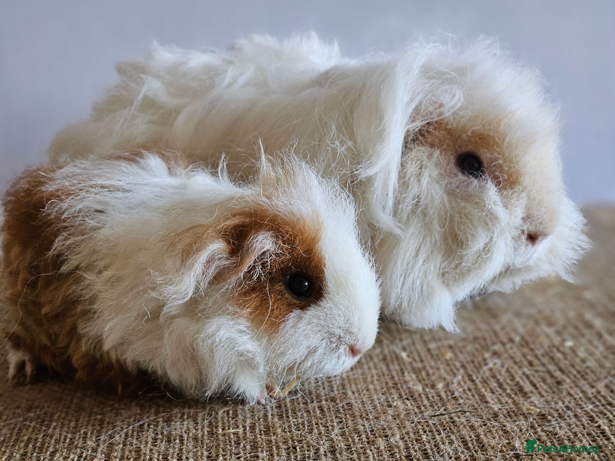Guinea Pig rodents Various bonded pairs of boy guinea pigs - Advert 1