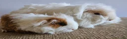 Guinea Pig rodents for sale: Various bonded pairs of boy guinea pigs in Faringdon - Advert 1