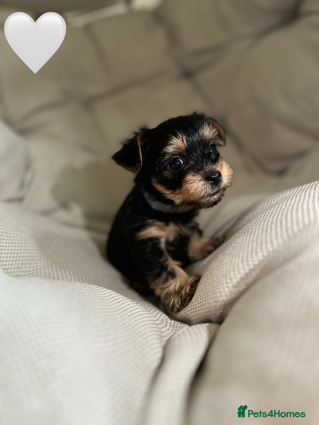 Yorkshire Terrier dogs for sale: Yorkies puppies  - Image 3