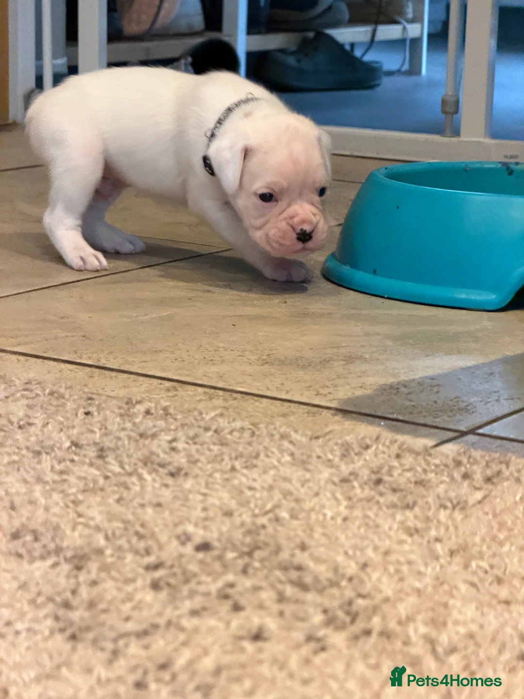 Boxer dogs for sale: Adorable litter of KC registered boxer puppies  - Advert 14