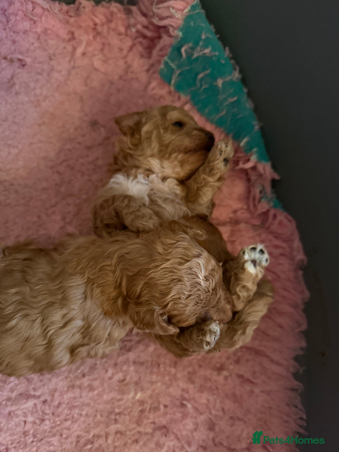 Toy Poodle dogs for sale: Toy poodle  - Advert 5