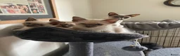 Siamese cats for sale: Ragamise kittens  - Advert 5
