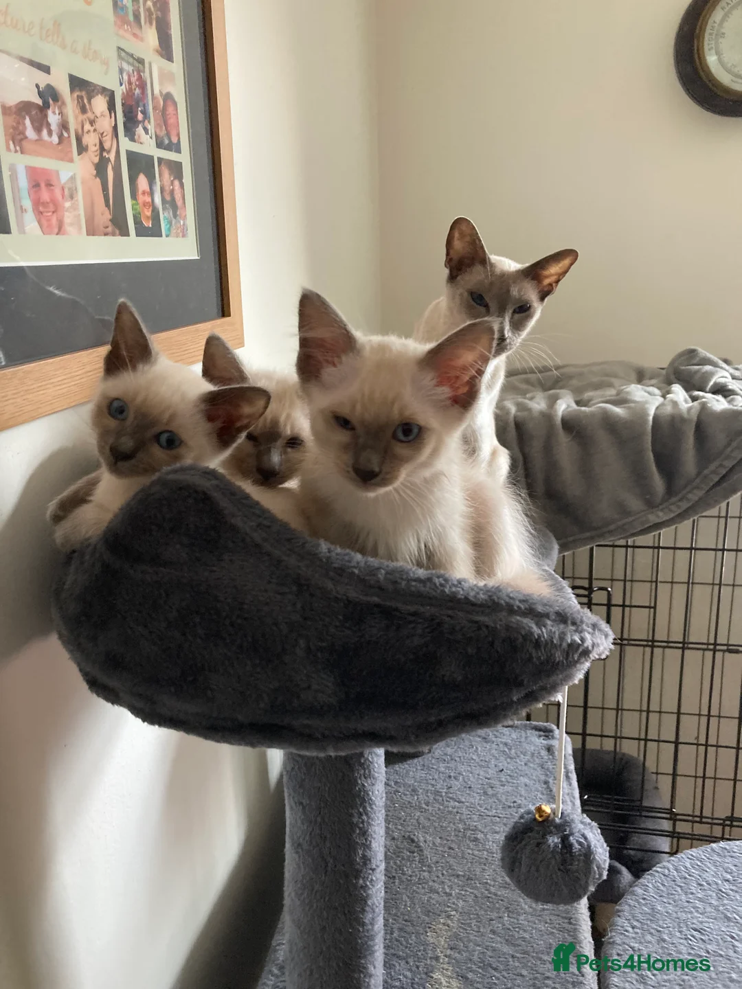 Siamese cats for sale: Ragamise kittens  - Advert 5