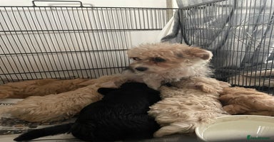 Jackapoo dogs Gorgeous fluffy Jackapoo puppies!  - Advert 4