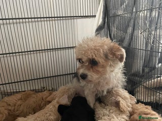 Jackapoo dogs for sale - Advert 1