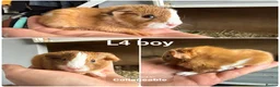Guinea Pig rodents for sale: Guinea pig baby’s and adults  - Advert 3