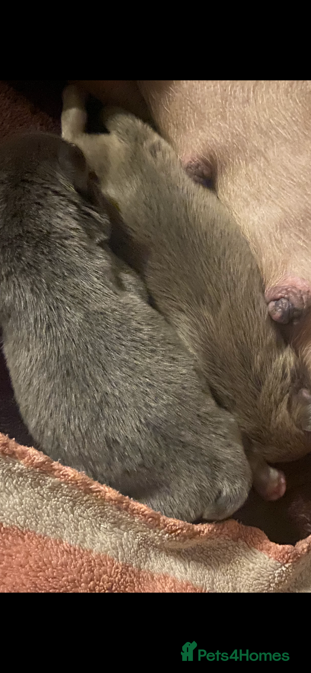 Mixed Breed dogs for sale: French bulldog/English bulldog - Advert 30