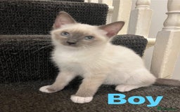 Ragdoll cats for sale: Adorable kittens Ragdoll for sale  - Image 9