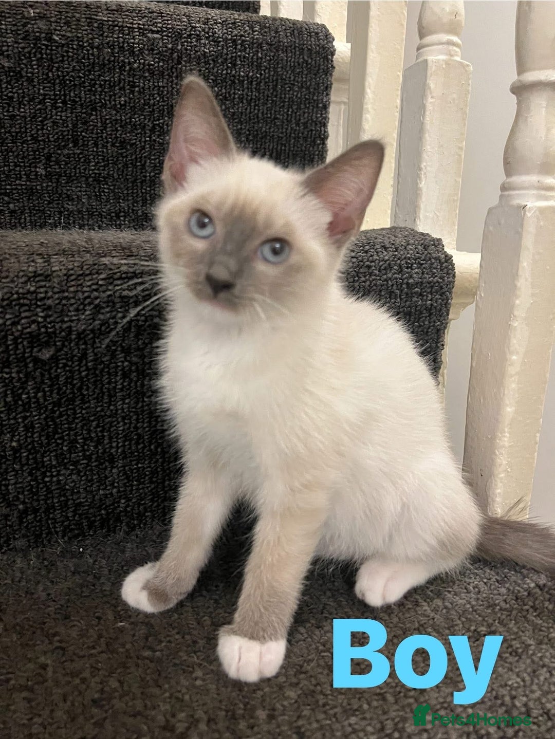 Ragdoll cats for sale: Adorable kittens Ragdoll for sale  - Image 9
