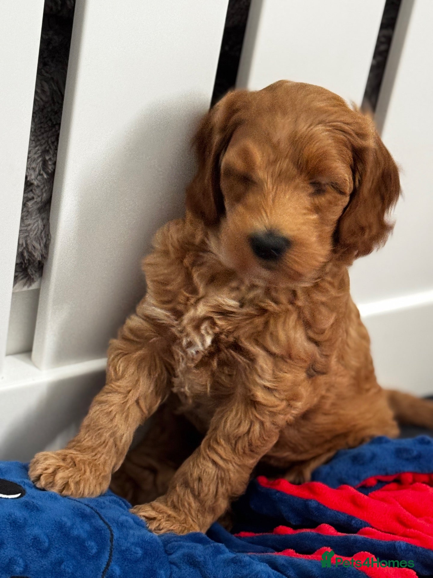 Mini Goldendoodle dogs Gorgeous Red & Apricot Mini Doodle Puppies - Advert 2