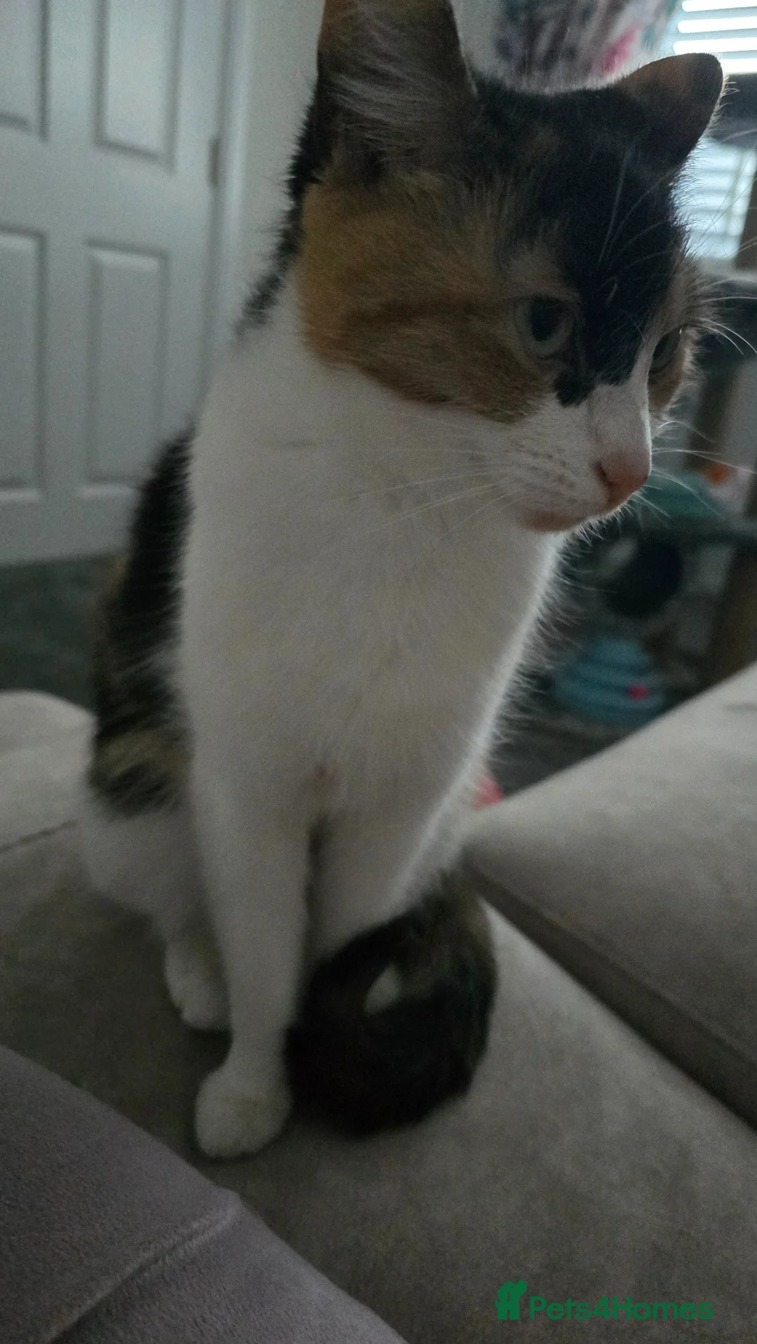 Mixed Breed cats for sale: Female tortoise shell cat  - Advert 2