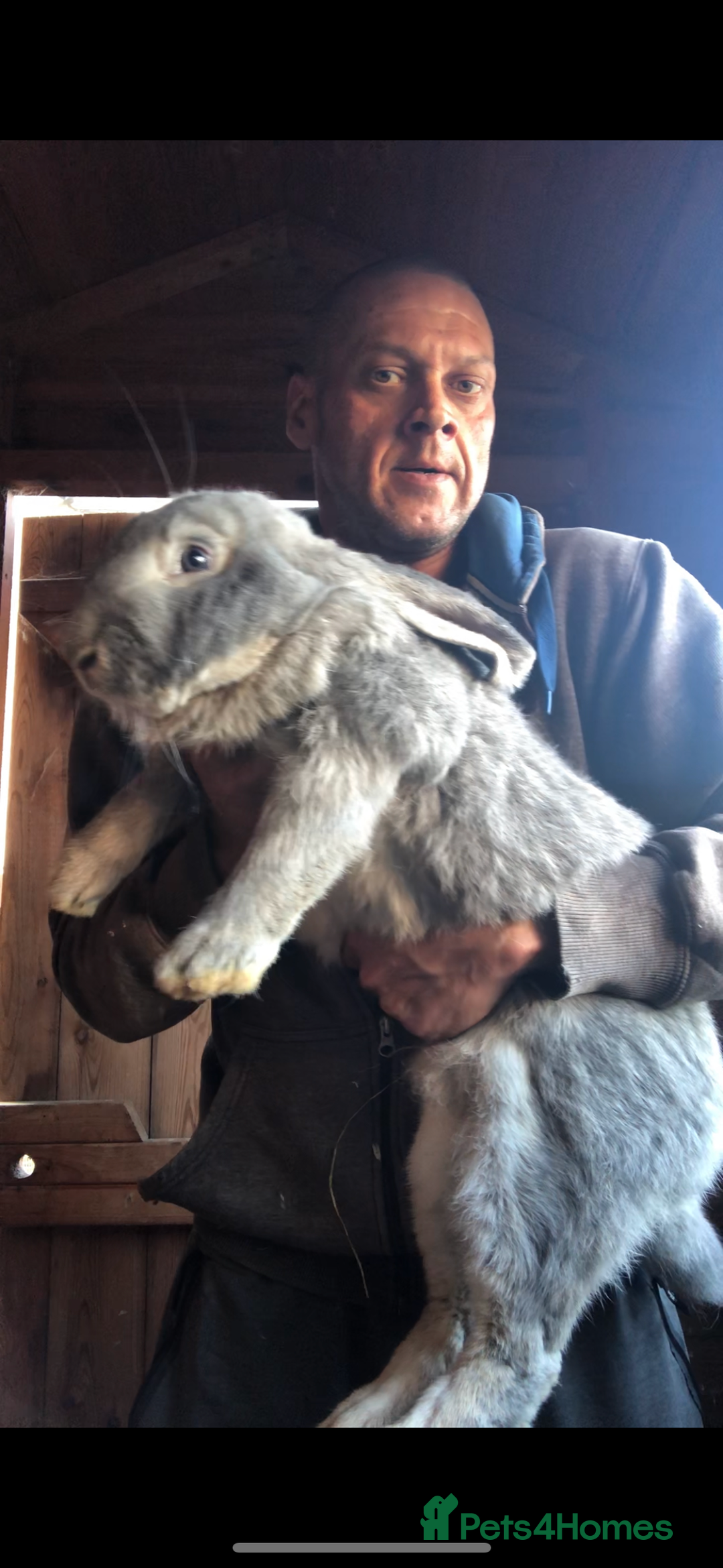 Continental Giant rabbits for sale: Continental giants  - Advert 2