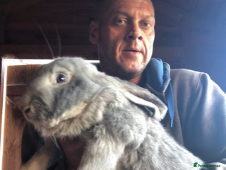 Continental Giant rabbits Continental giants - Advert 3