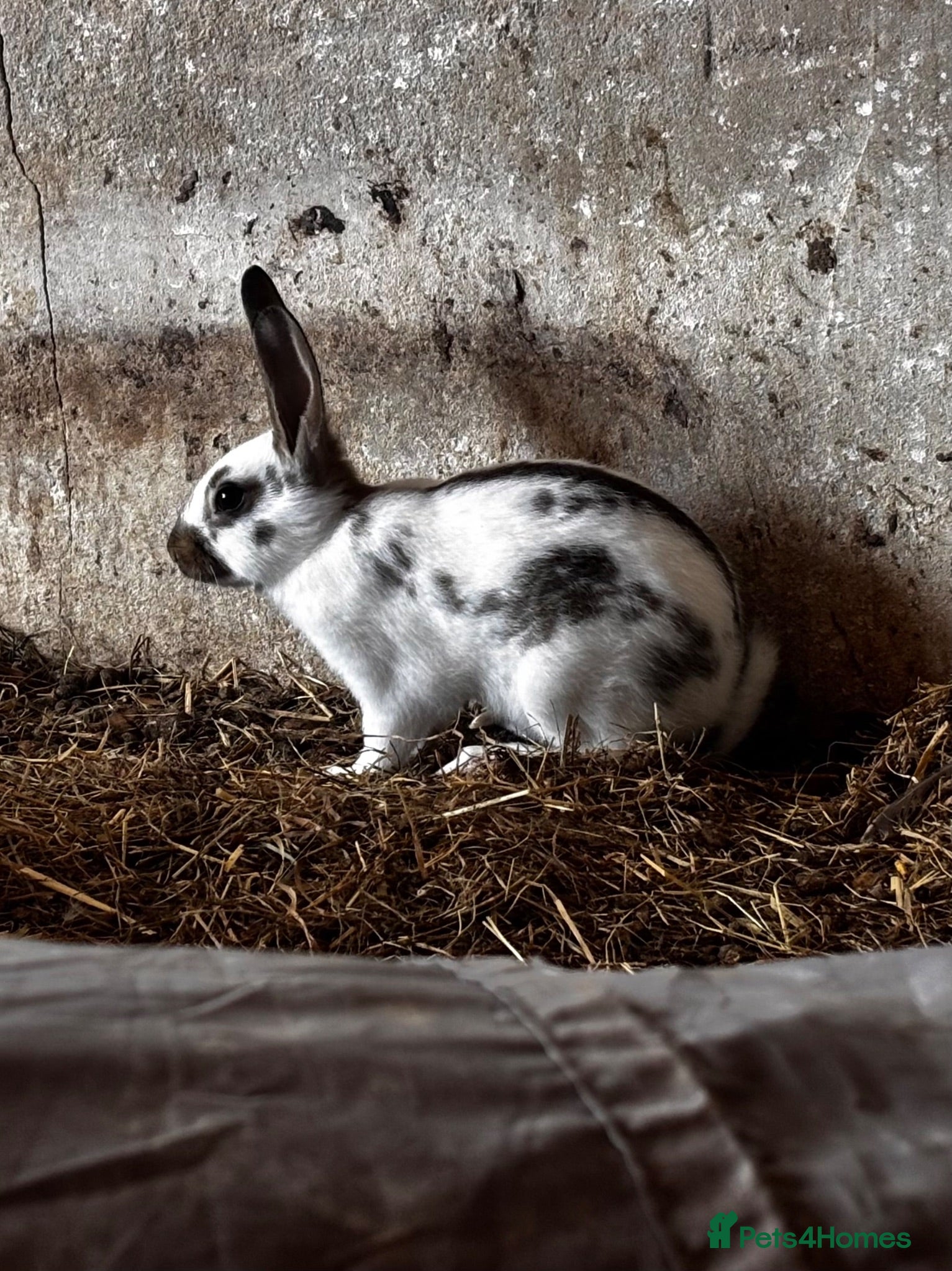 Mixed Breed rabbits 2 Belgian hare x english spot  - Advert 15