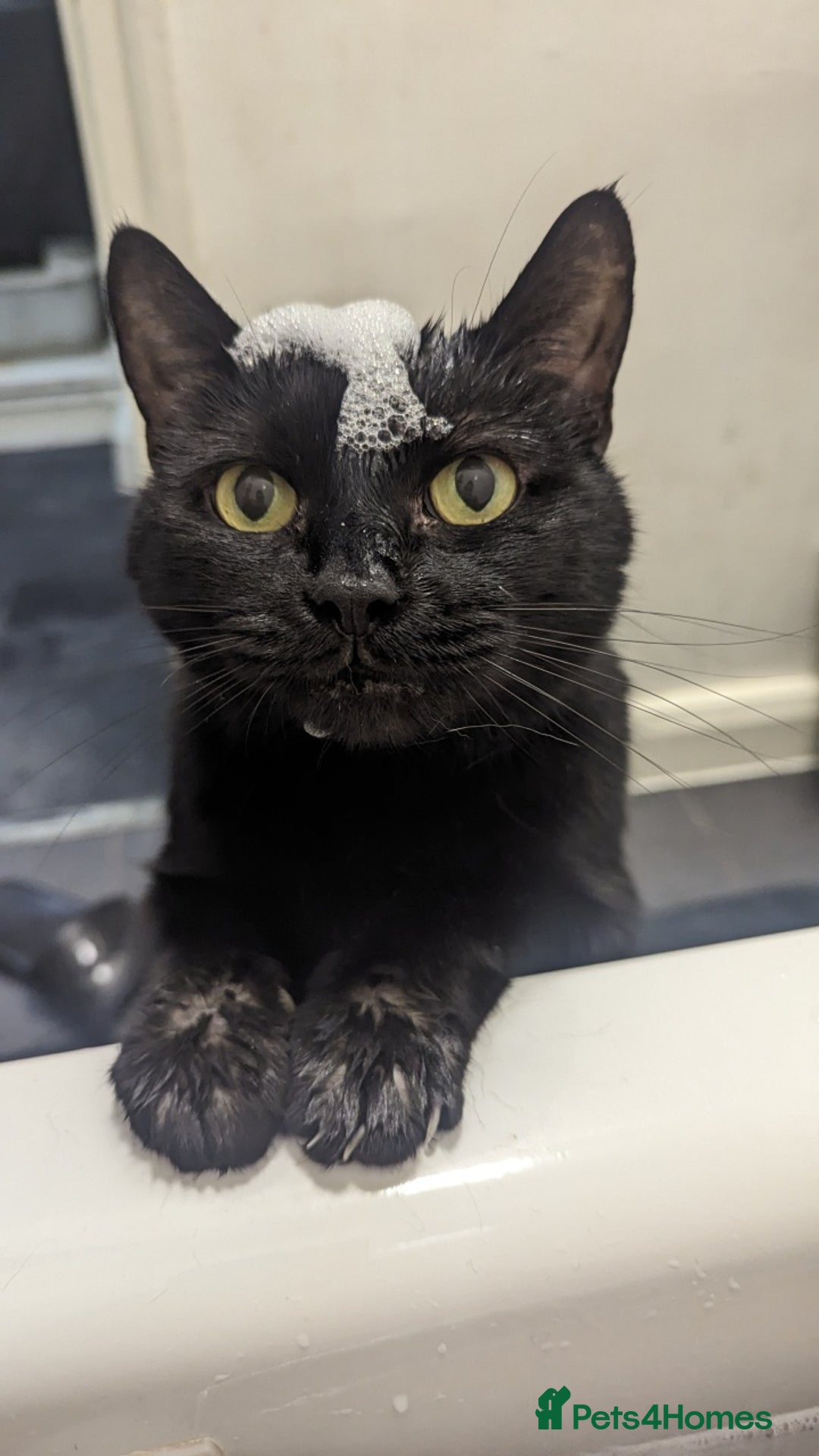 Manx cats for sale: Super affectionate Coco needs a loving home - Image 4