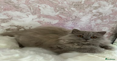 British Shorthair cats - Advert 10