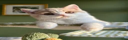 British Shorthair cats for sale: Gccf registered bsh kittens-1 girl left-ready now - Advert 20