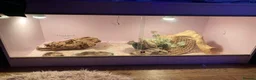 Bearded Dragon reptiles for sale: Bearded Dragon with Complete Setup in High Wycombe - Advert 8