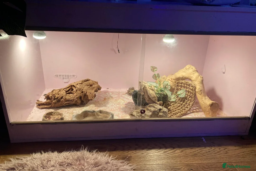 Bearded Dragon reptiles for sale: Bearded Dragon with Complete Setup in High Wycombe - Advert 8
