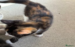 RagaMuffin cats for sale: Ragamuffin kittens  - Image 27