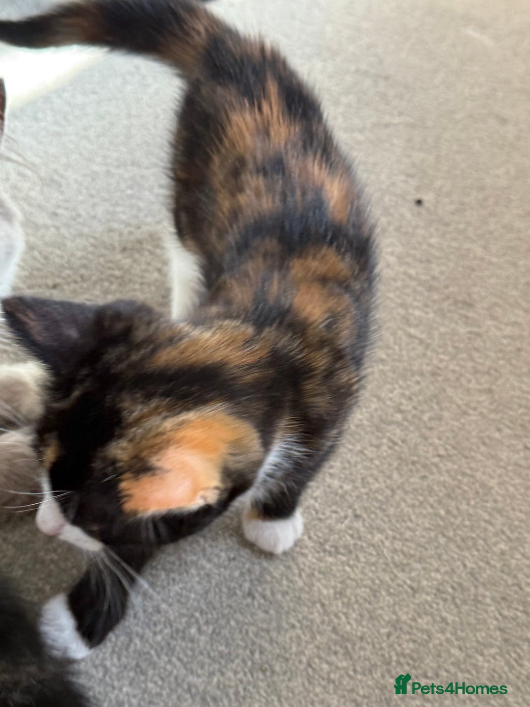 RagaMuffin cats for sale: Ragamuffin kittens  - Image 27
