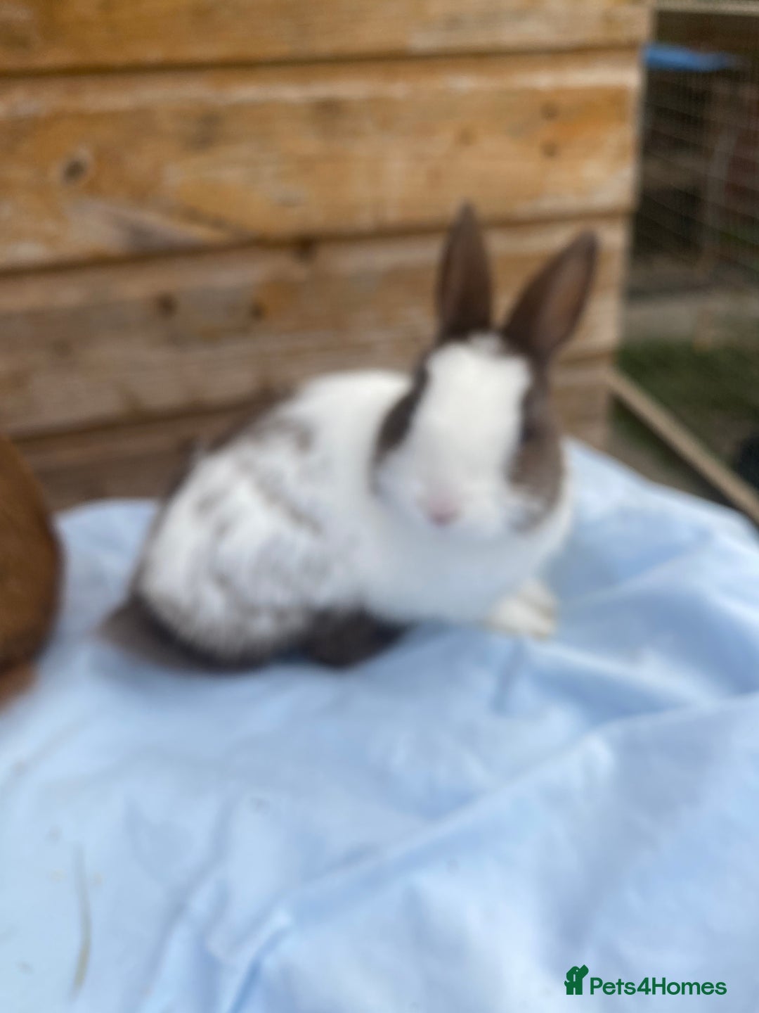 Netherland Dwarf rabbits for sale: Netherland dwarfs  - Image 7