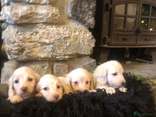 Miniature Dachshund dogs KC English Cream miniature dachshund - Advert 8