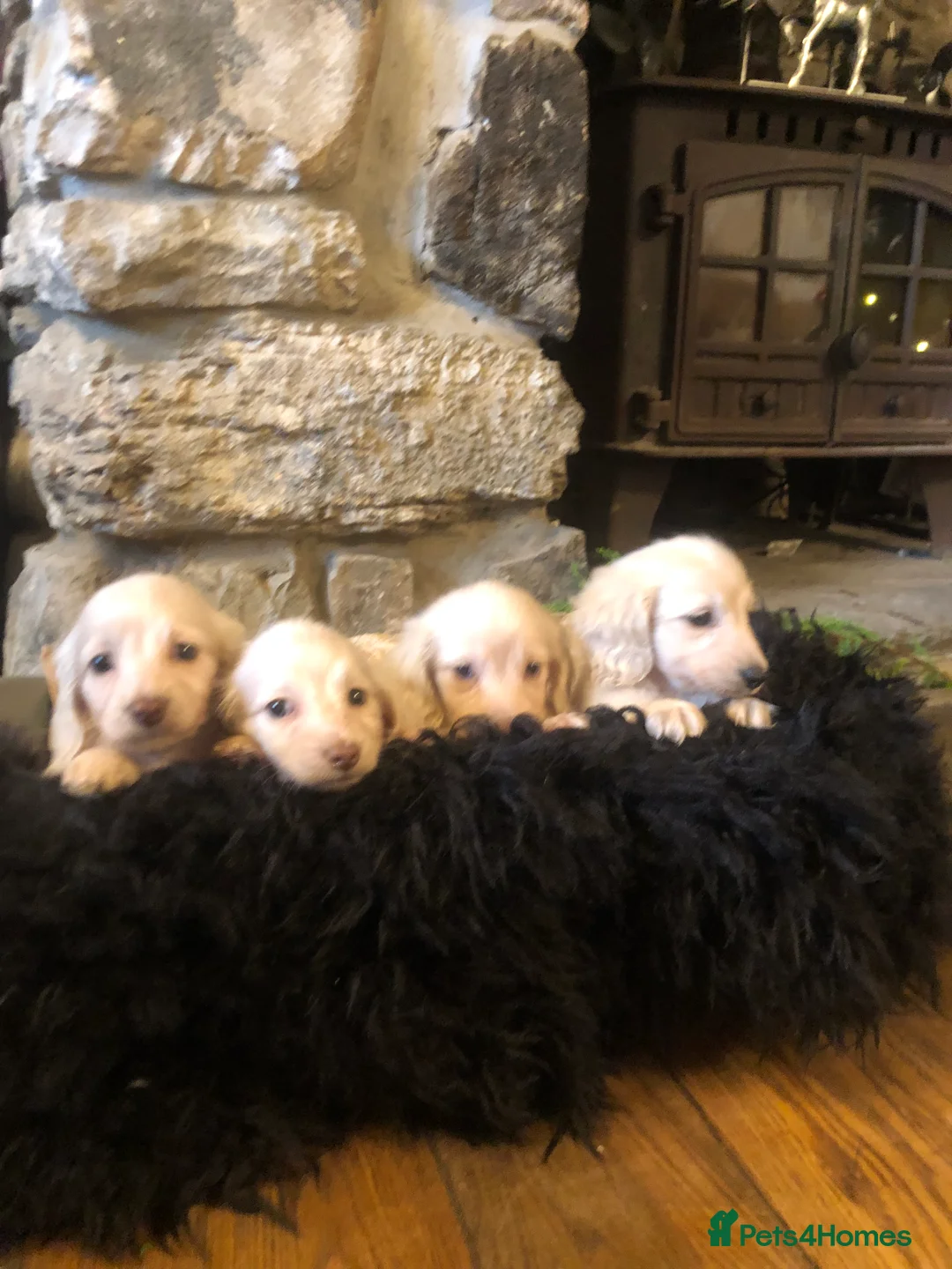 Miniature Dachshund dogs for sale: KC English Cream miniature dachshund  - Advert 1