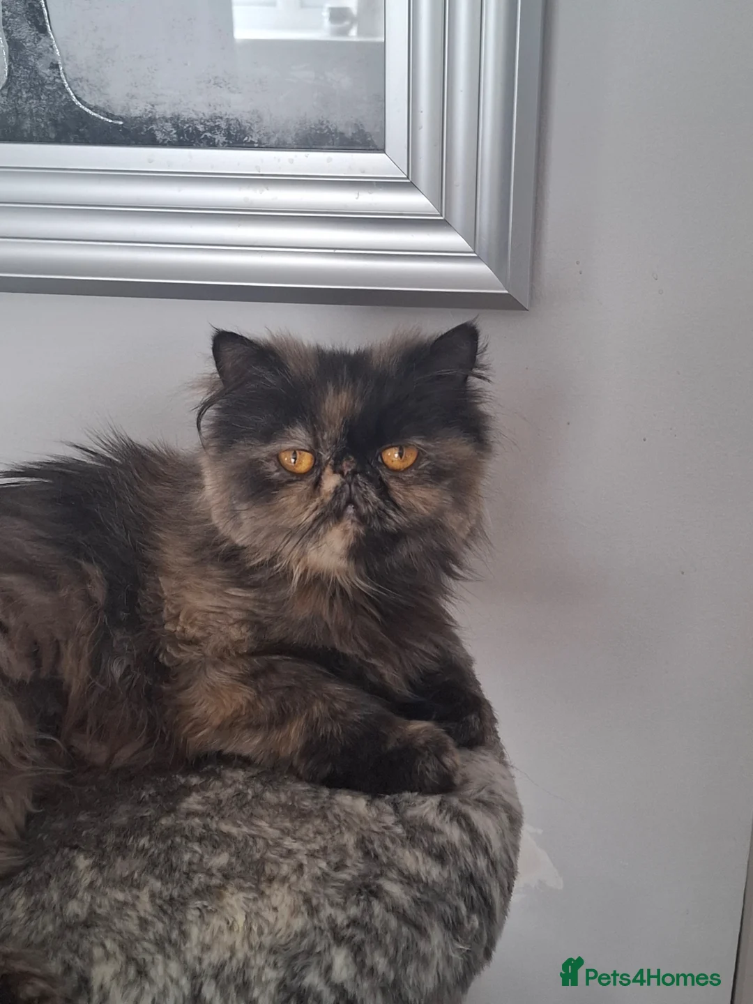 Persian cats for sale: Persian Kittens GCCF Reg. For Sale - Advert 13