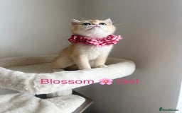 British Shorthair cats for sale: Rare NY12 British Shorthair Kittens  - Image 10