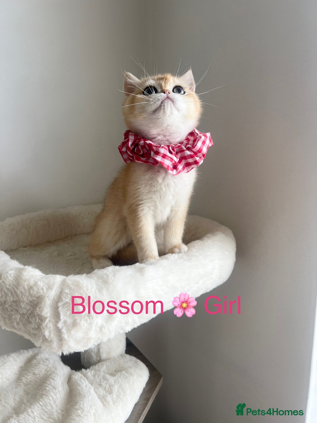 British Shorthair cats for sale: Rare NY12 British Shorthair Kittens  - Image 10