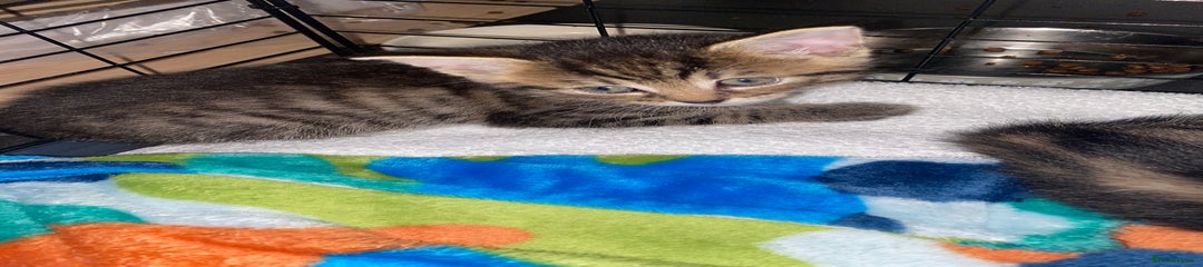 Bengal Kitten 5