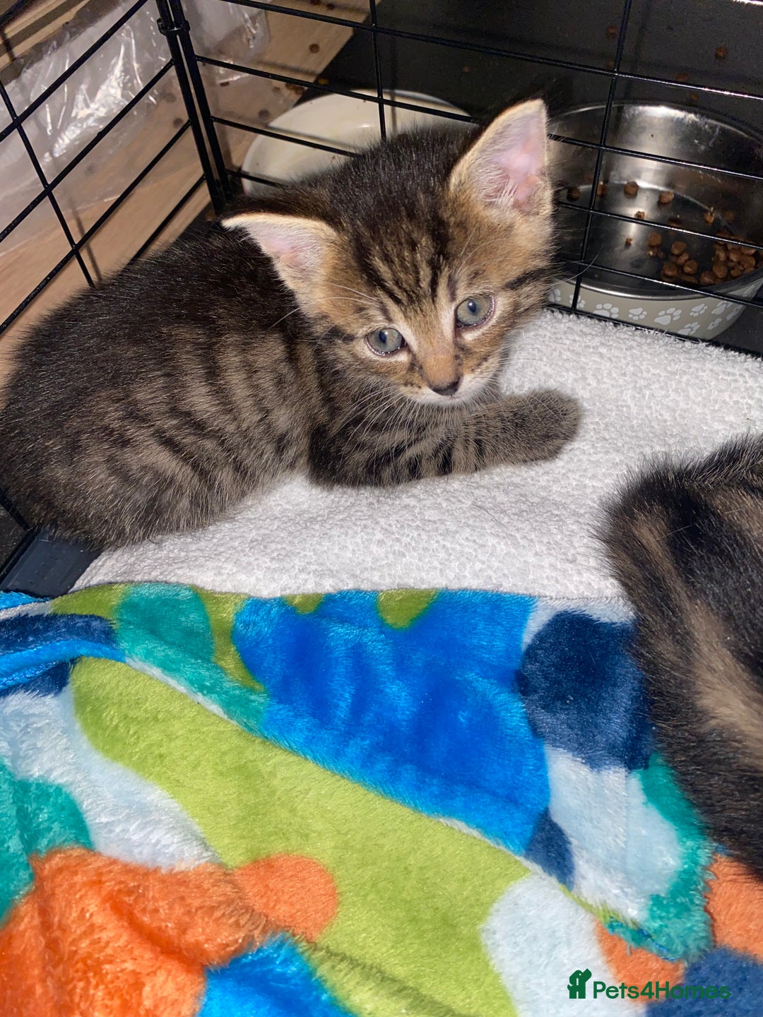 Bengal cats for sale: Litter of five stunning bengal/tabby mix kittens  - Image 25