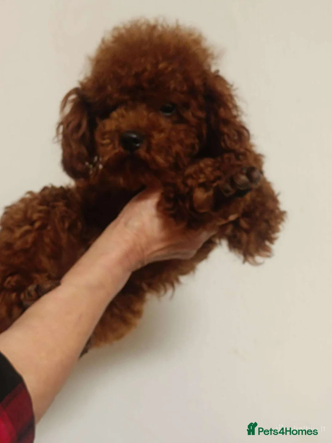 Toy Poodle dogs for sale: Adorable red Asian Toy Poodle  - Advert 8