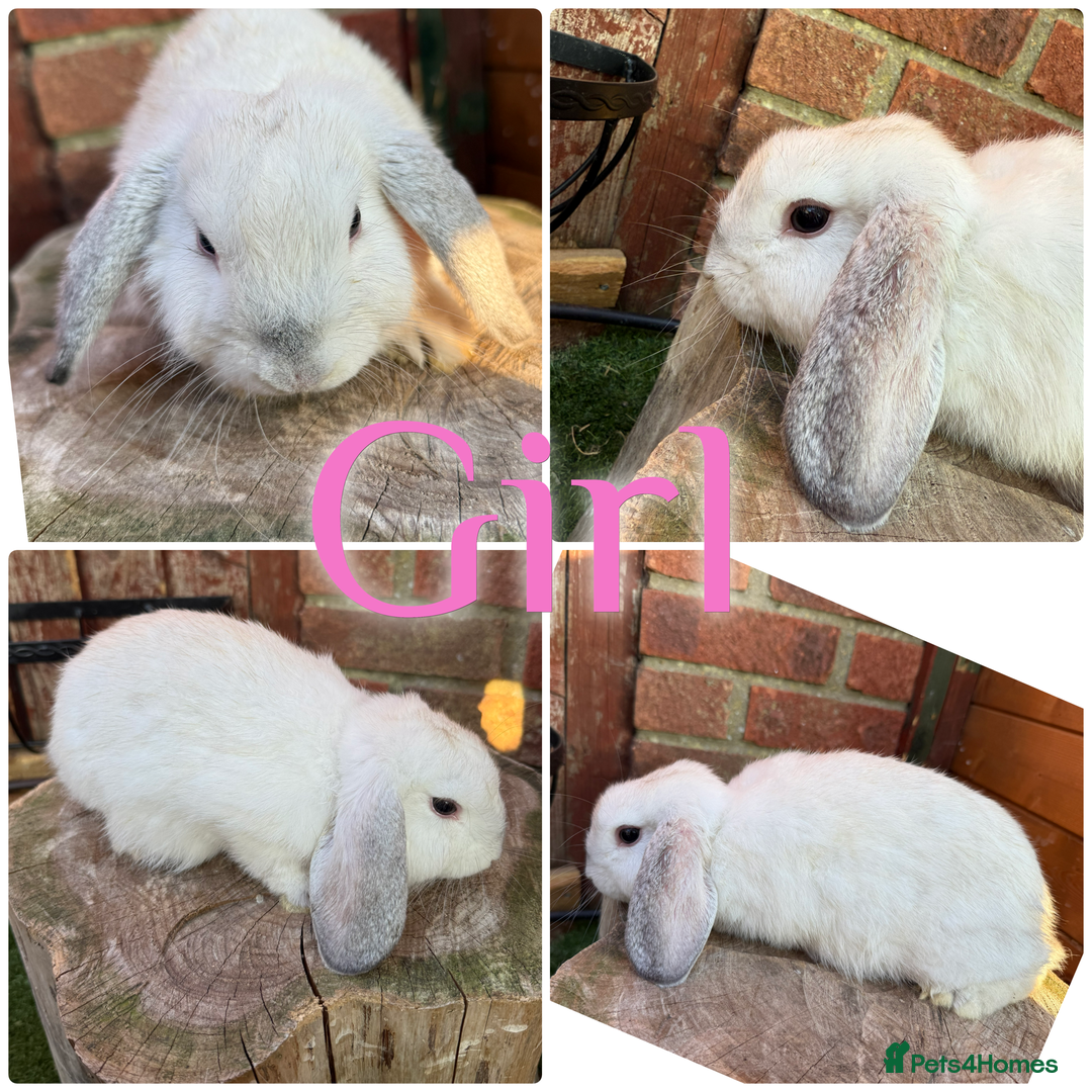 Mini Lop rabbits for sale: Baby Mini Lops For Sale Ready To Go 8 Weeks  - Image 2