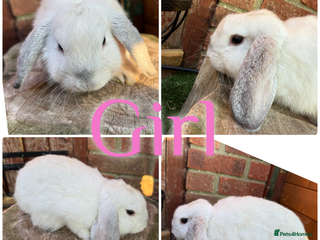 Mini Lop rabbits - Advert 27