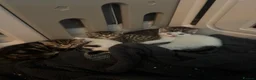 Mixed Breed cats for sale: kittens for sale!!!  - Advert 1