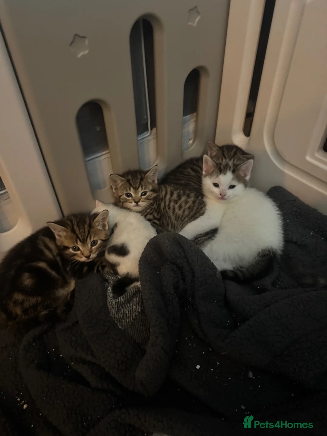 Mixed Breed cats for sale: kittens for sale!!!  - Advert 1