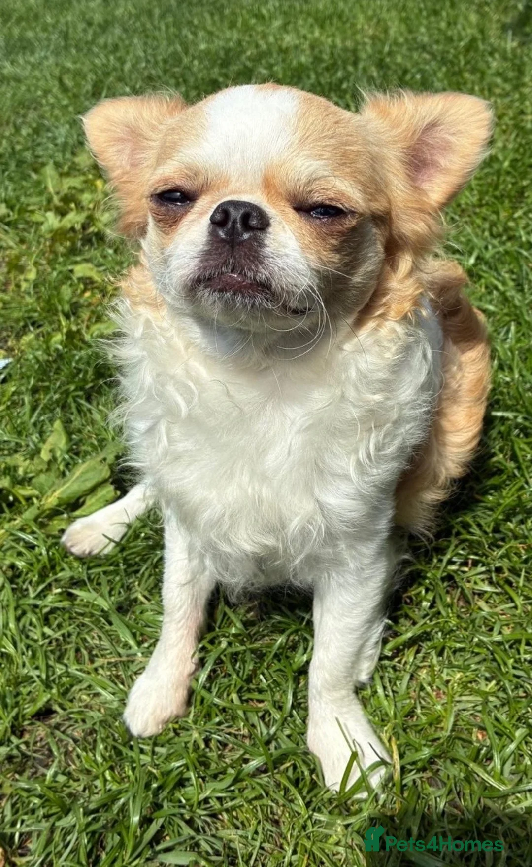 Chihuahua dogs for stud: Ozzy male for stud - Advert 2