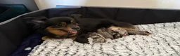 Pomchi dogs for sale: Pomchi puppies - Advert 5