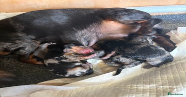 Dachshund dogs - Advert 6