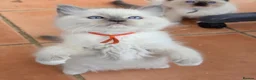 Ragdoll cats for sale: TICA/GCCF registered ragdoll kittens - Advert 8