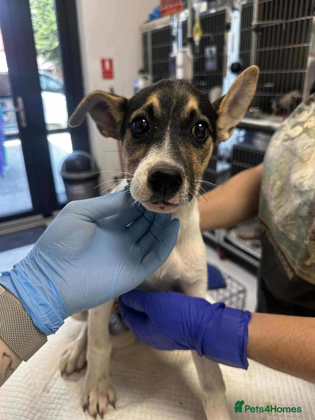 Mixed Breed dogs for adoption: 🍶Milkshake🍶 needs a home!  - Image 16