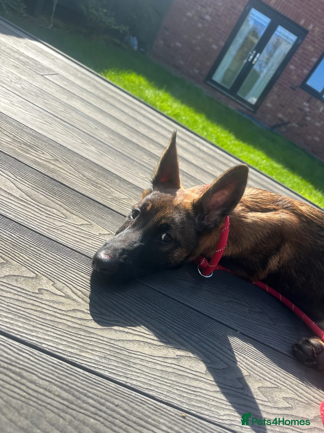 Belgian Shepherd Dog dogs for sale: Belgium Malinois  in Bolton - Advert 7