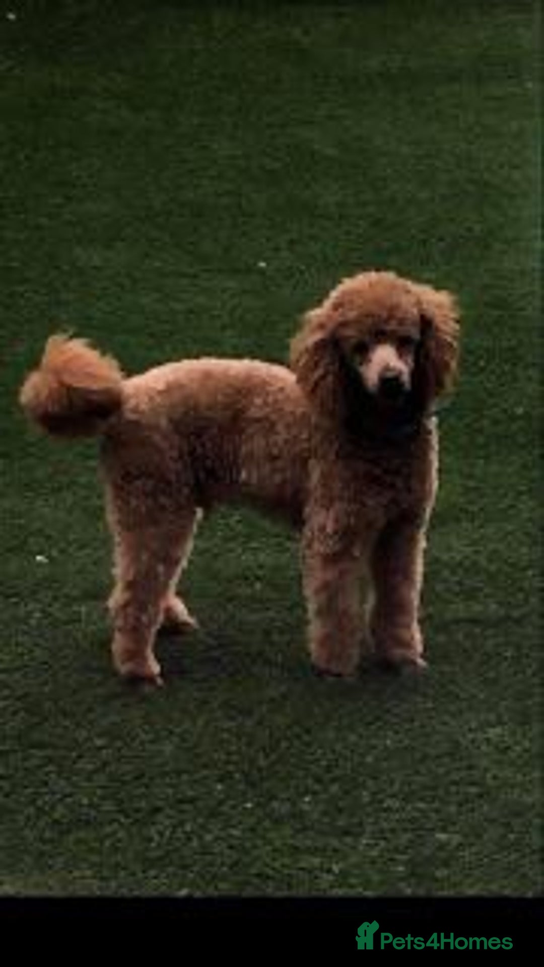 Cockapoo dogs for sale: 🐕‍🦺🐶ADORABLE COCKAPOO 🐶 🐕‍🦺 - Advert 18