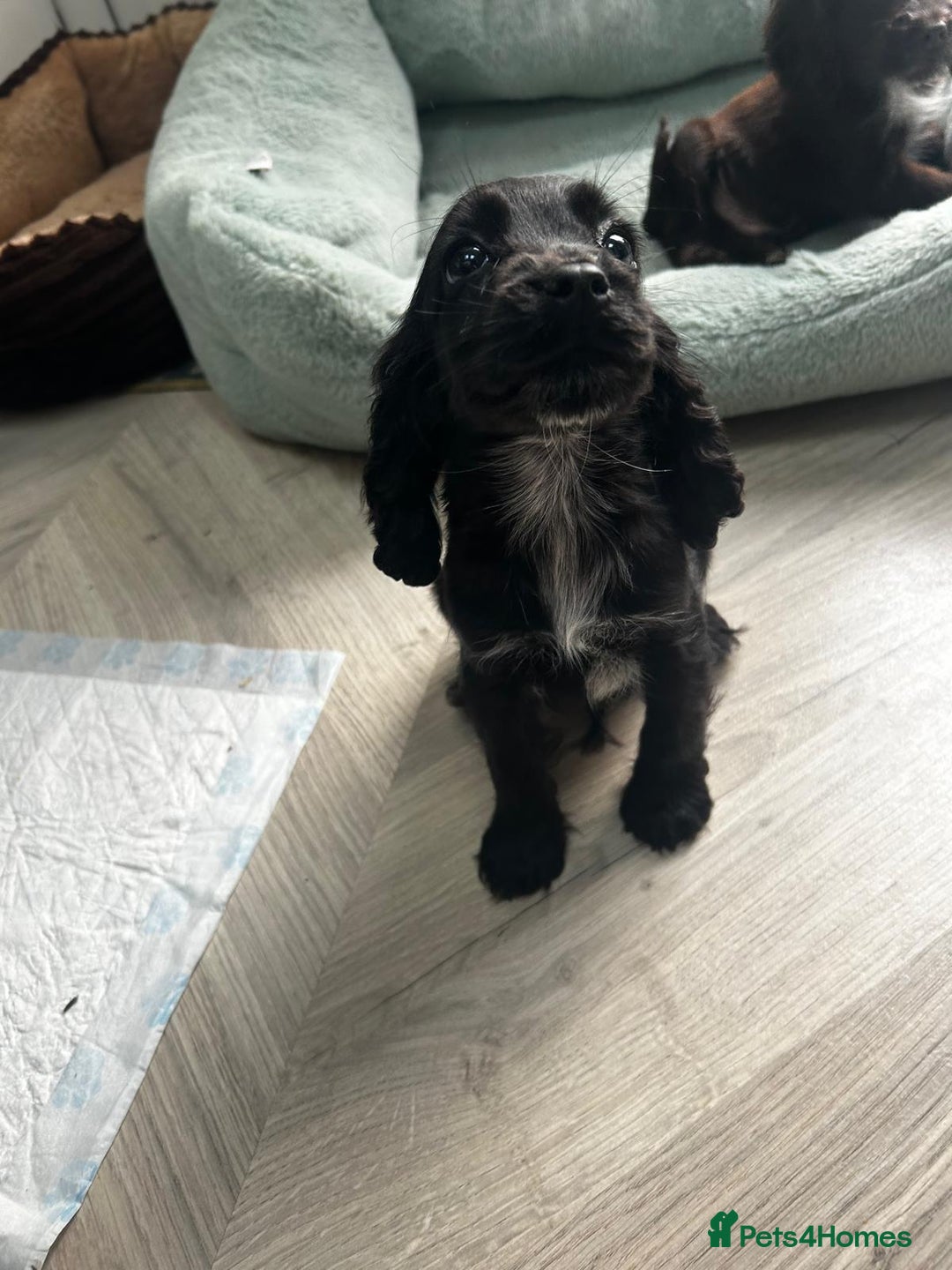 Cocker Spaniel dogs for sale: Show cocker spaniels  - Image 29