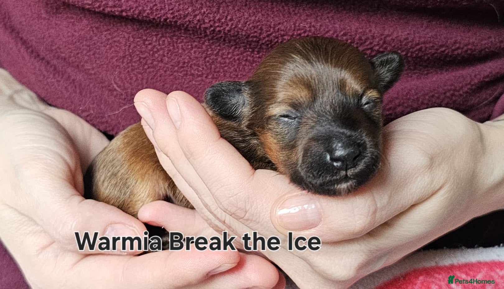 Chinese Crested dogs Powder puff puppies available  - Advert 1