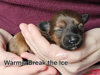 Chinese Crested dogs Powder puff puppies available - Advert 1