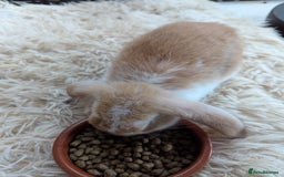 English Lop rabbits for sale: Lop mixed dot baby bunnies - Image 6